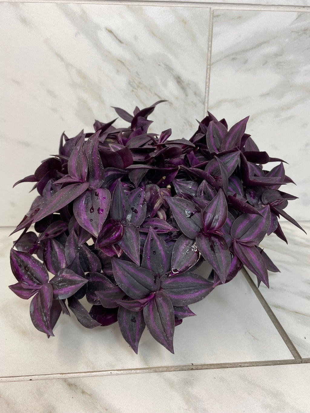 Tradescantia Zebrina Red Mini, 6" Plant live plant