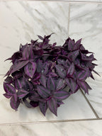 Tradescantia Zebrina Red Mini, 6" Plant live plant