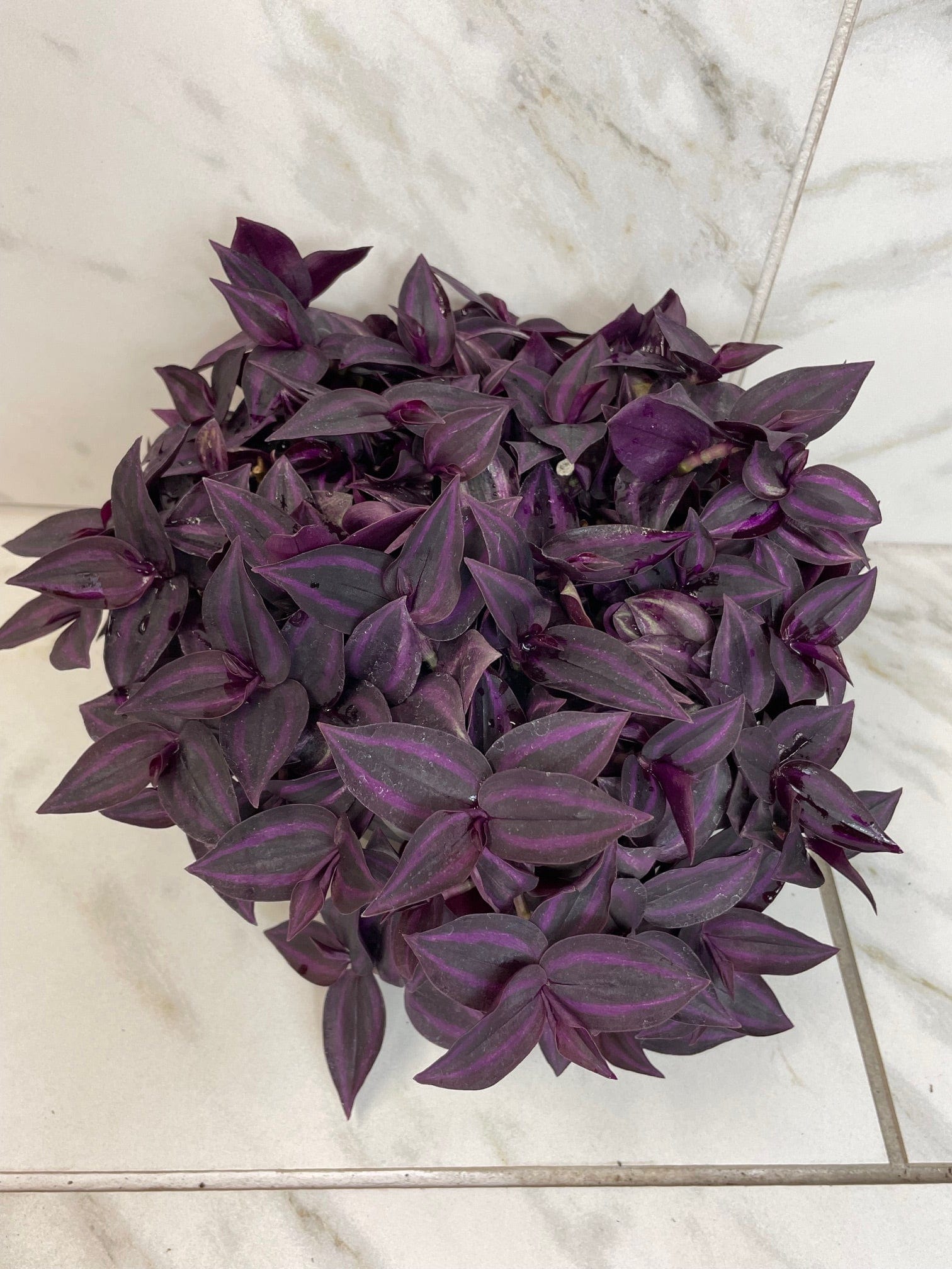 Tradescantia Zebrina Red Mini, 6" Plant live plant - additional view 2
