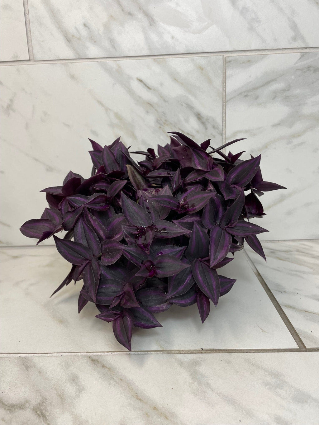Tradescantia Zebrina Red Mini, 6" Plant live plant - additional view 3