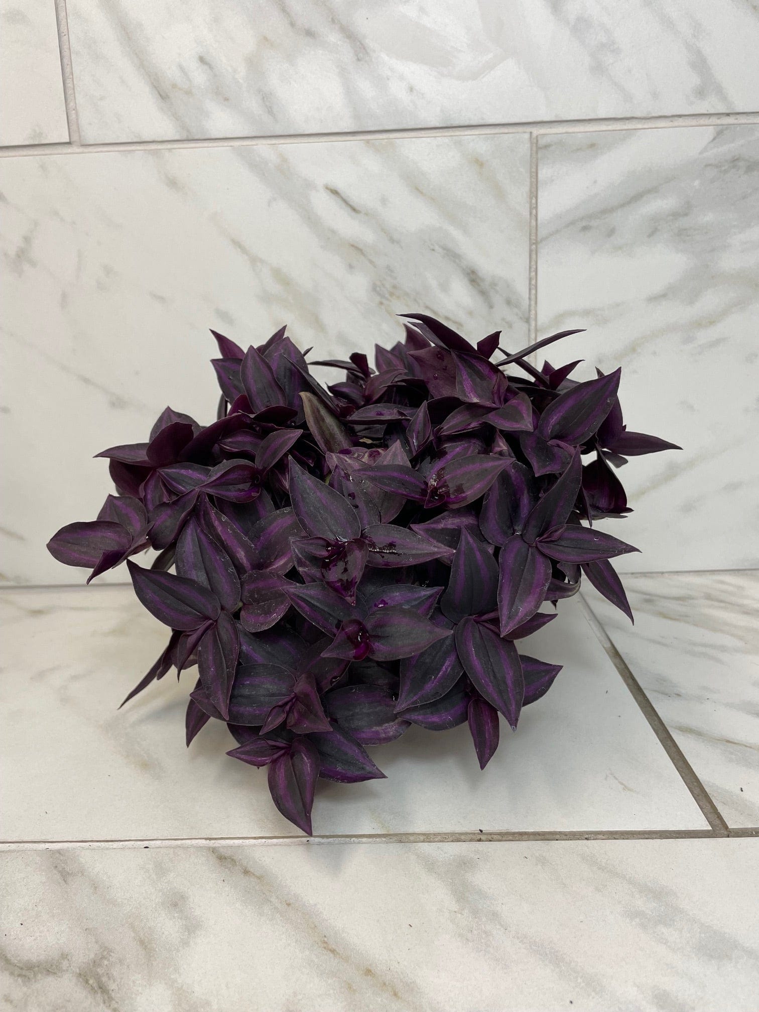 Tradescantia Zebrina Red Mini, 6" Plant live plant - additional view 3