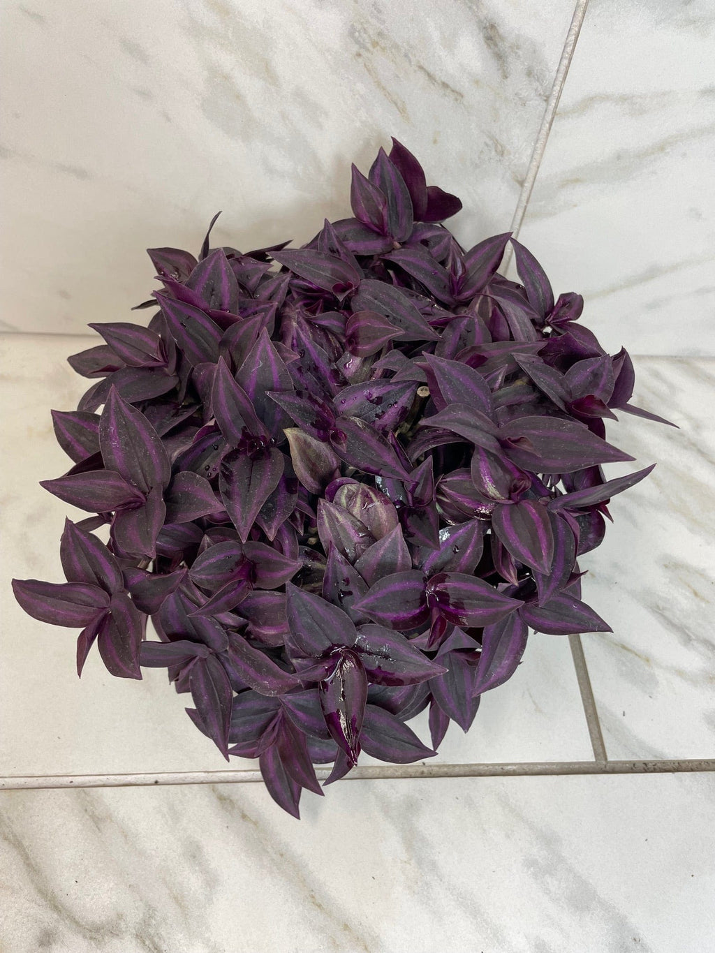 Tradescantia Zebrina Red Mini, 6" Plant live plant - additional view 4