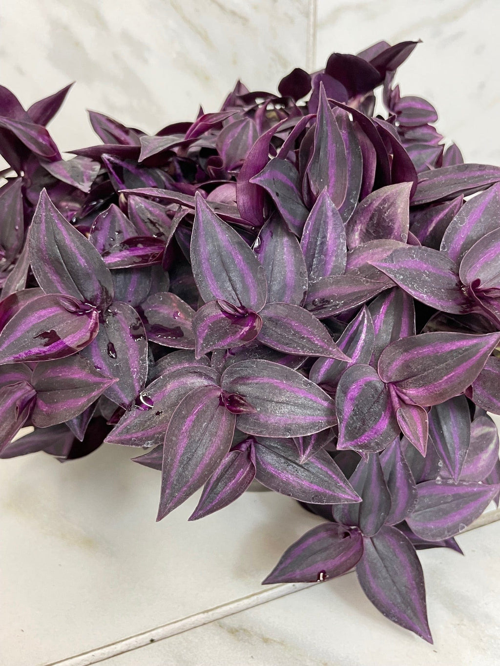 Tradescantia Zebrina Red Mini, 6" Plant live plant - additional view 5