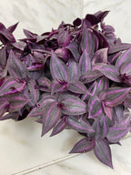 Tradescantia Zebrina Red Mini, 6" Plant live plant - additional view 5
