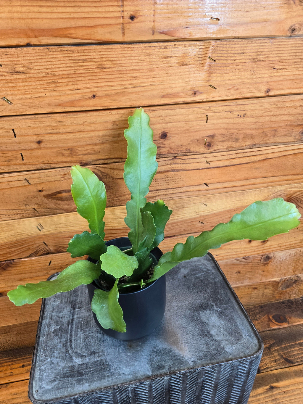 Epiphyllum Anguliger Beavertail Orchid Cactus, 4" Plant live plant