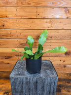 Epiphyllum Anguliger Beavertail Orchid Cactus, 4" Plant live plant - additional view 2