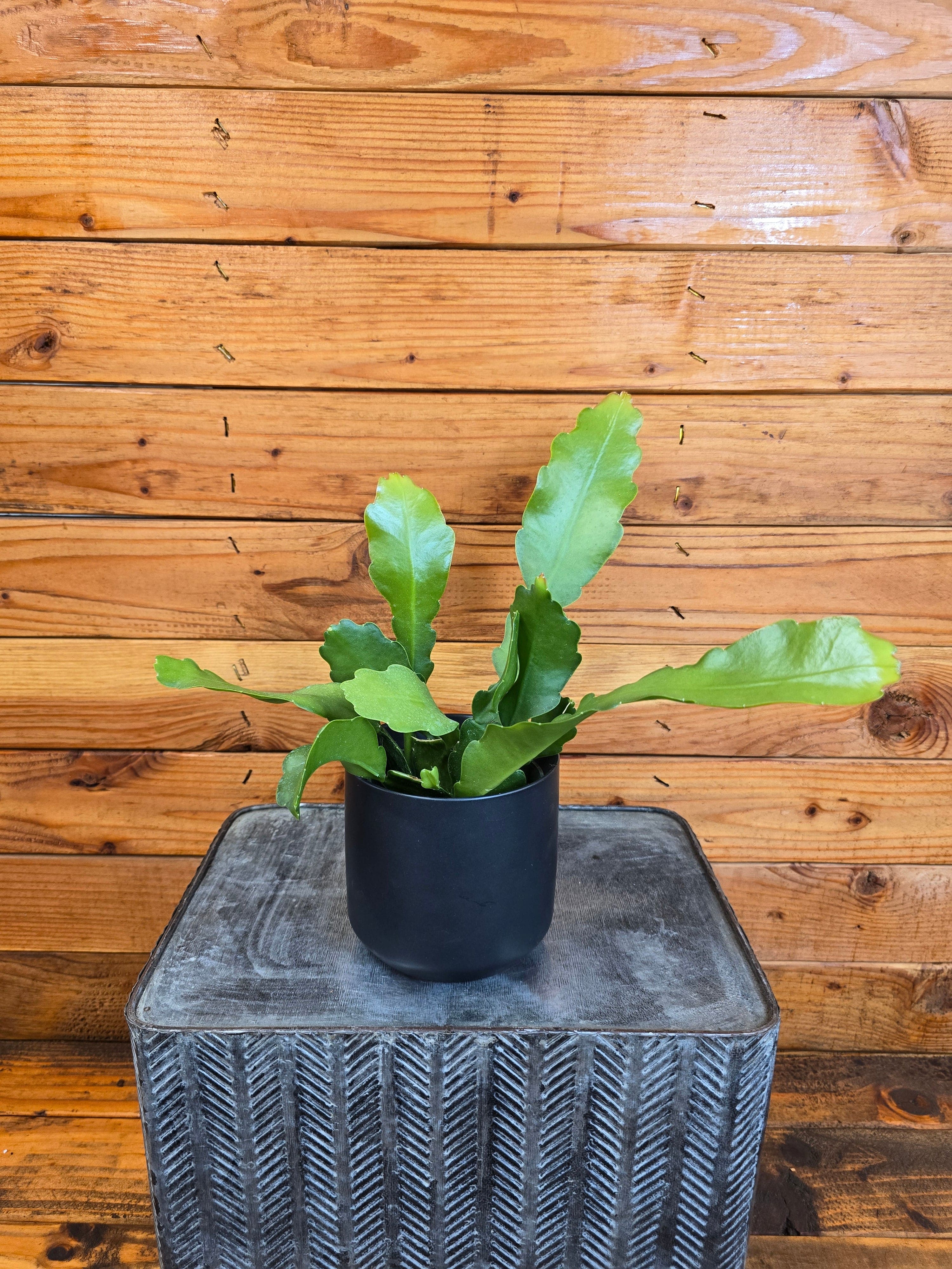 Epiphyllum Anguliger Beavertail Orchid Cactus, 4" Plant live plant - additional view 2