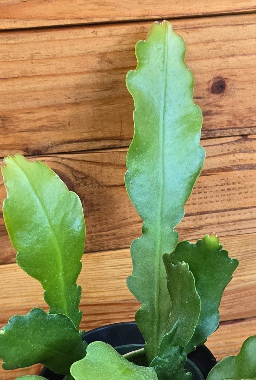 Epiphyllum Anguliger Beavertail Orchid Cactus, 4" Plant live plant - additional view 3