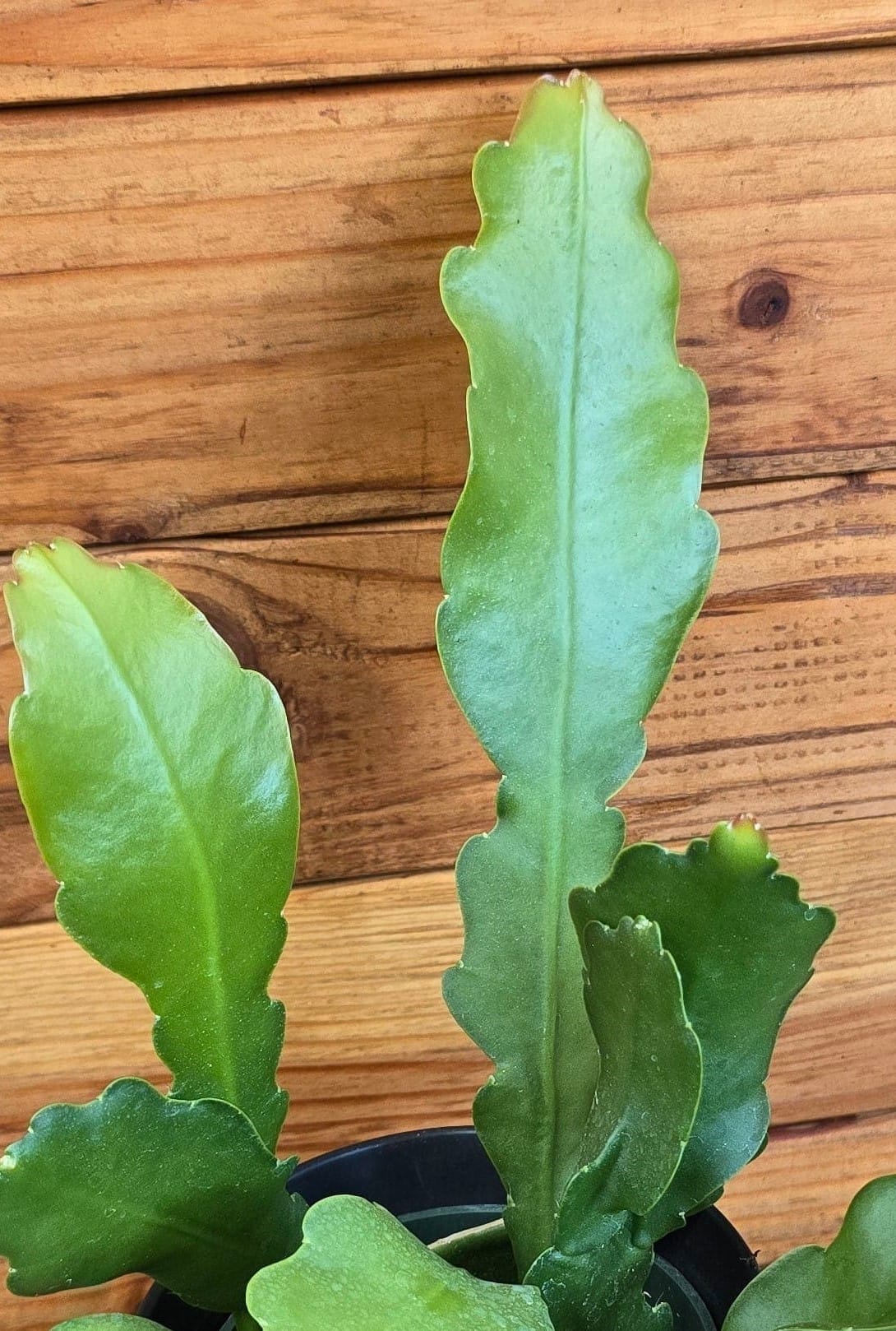 Epiphyllum Anguliger Beavertail Orchid Cactus, 4" Plant live plant - additional view 3