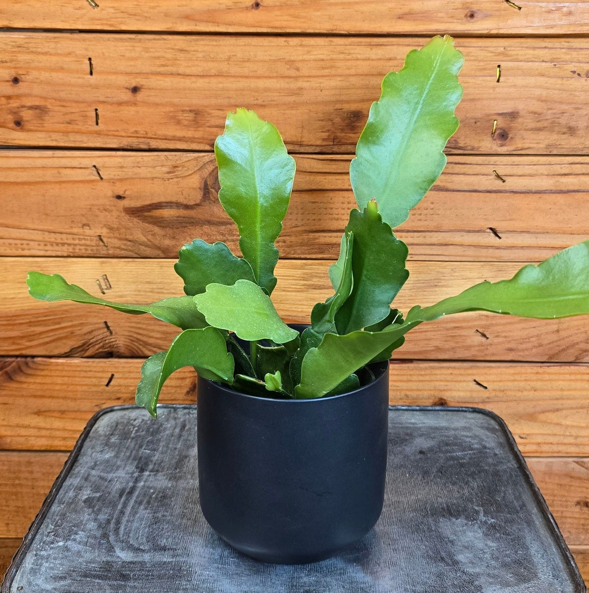 Epiphyllum Anguliger Beavertail Orchid Cactus, 4" Plant live plant - additional view 4