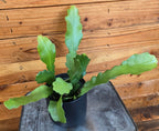 Epiphyllum Anguliger Beavertail Orchid Cactus, 4" Plant live plant - additional view 5