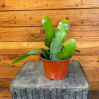 Epiphyllum Queen of the Night, 6" Plant live plant