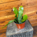 Epiphyllum Queen of the Night, 6" Plant live plant - additional view 2