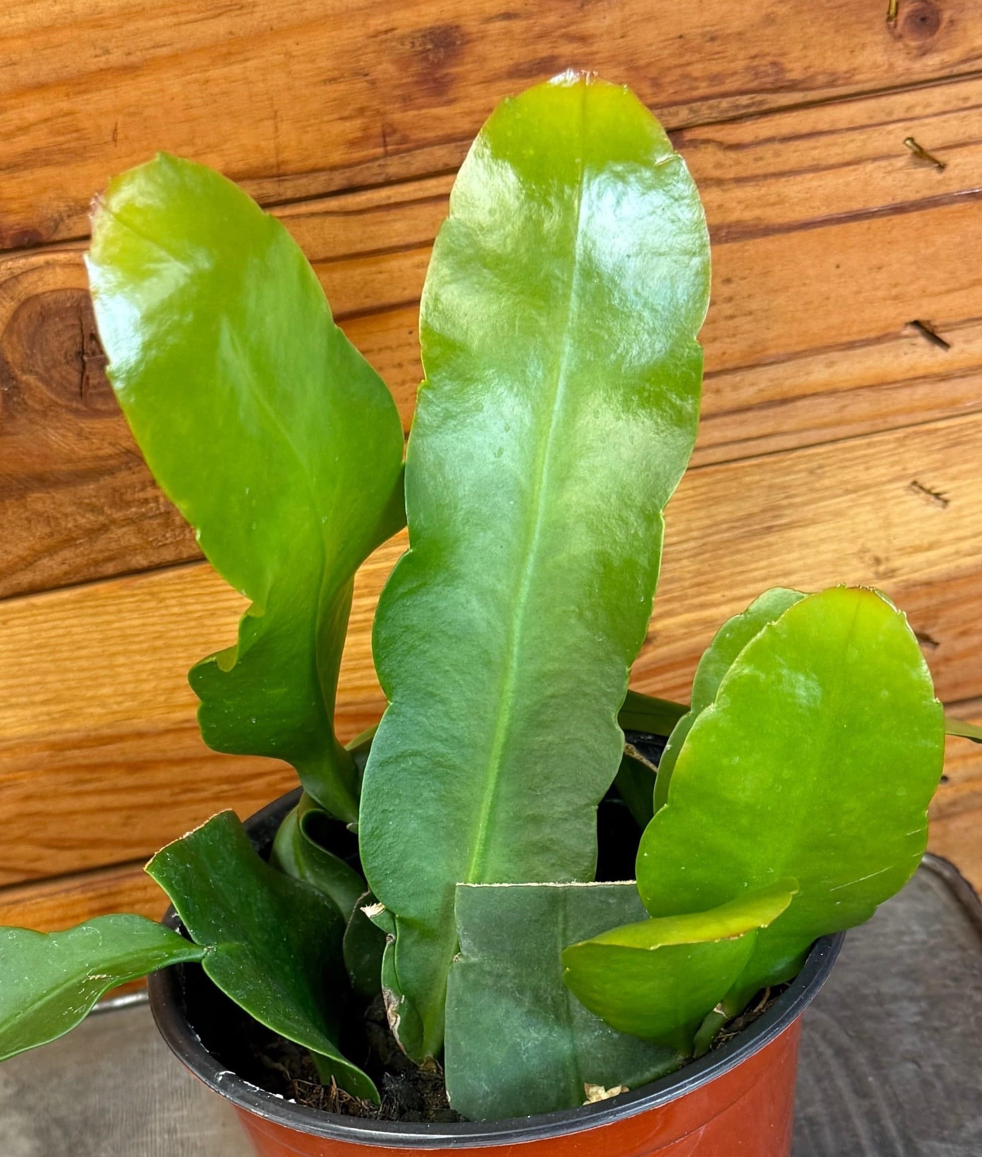 Epiphyllum Queen of the Night, 6" Plant live plant - additional view 3
