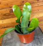 Epiphyllum Queen of the Night, 6" Plant live plant - additional view 4