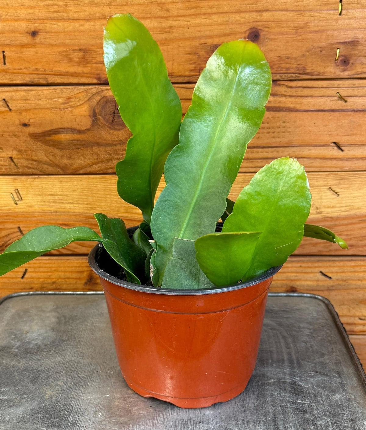Epiphyllum Queen of the Night, 6" Plant live plant - additional view 5