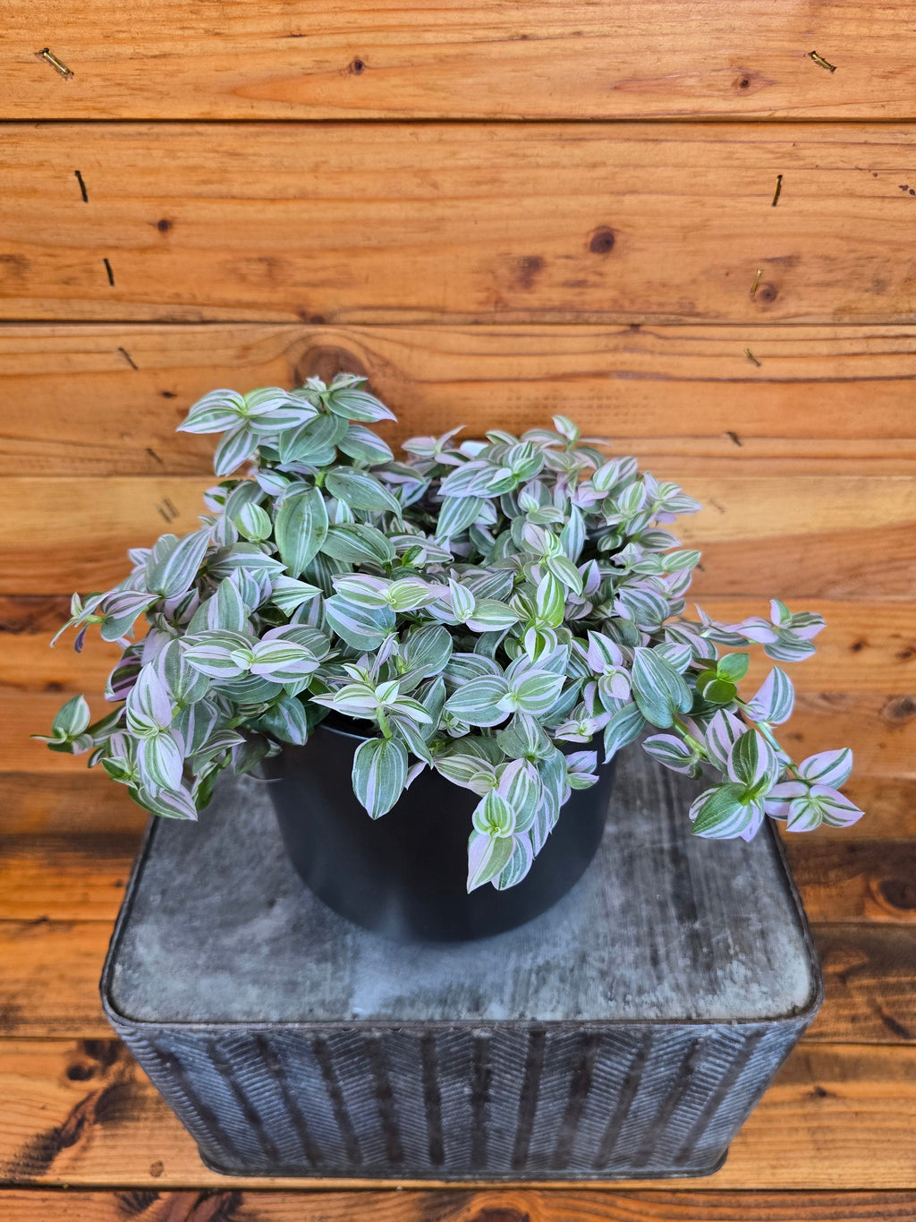 Tradescantia Lollipop, 6" Plant live plant