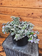 Tradescantia Lollipop, 6" Plant live plant - additional view 2