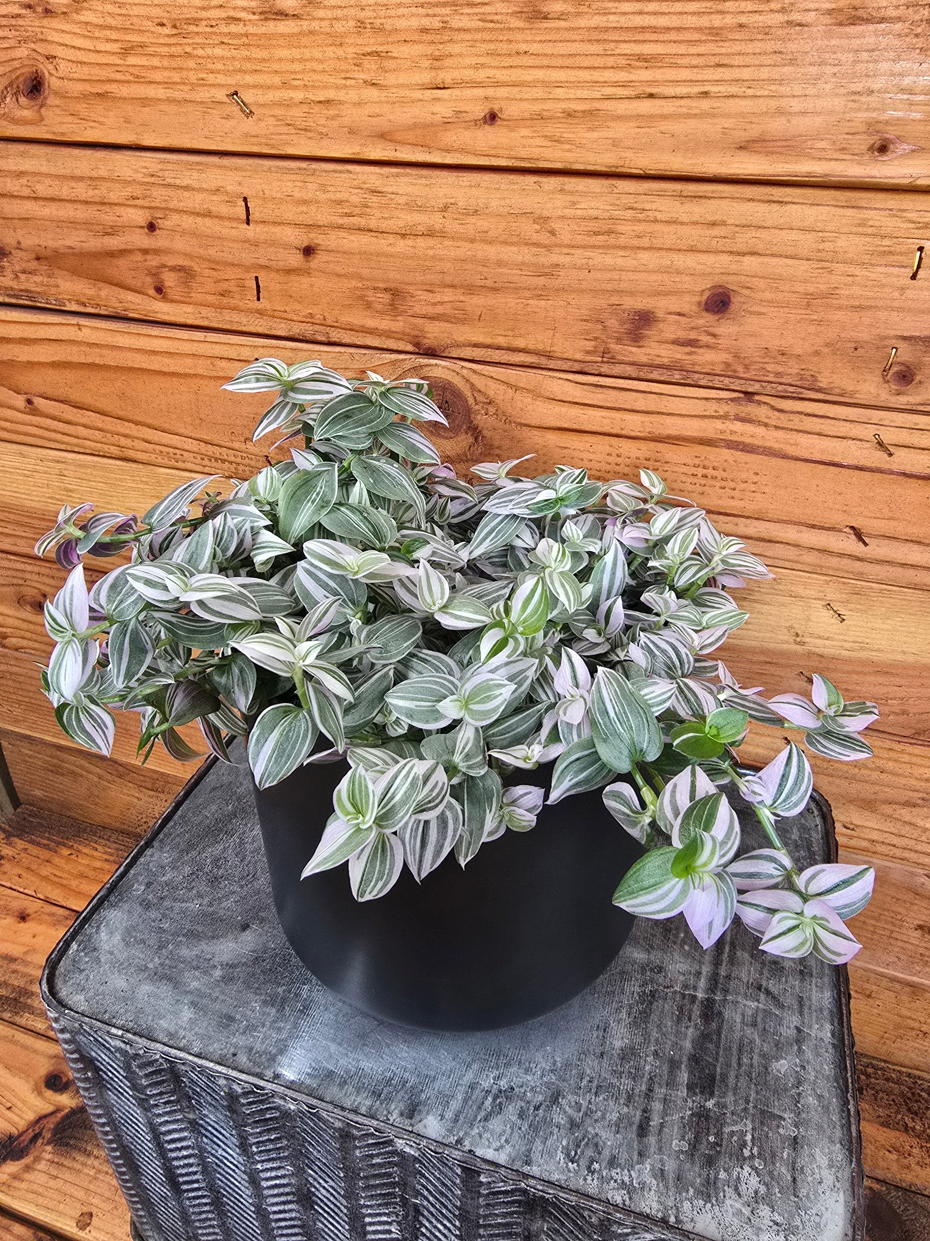 Tradescantia Lollipop, 6" Plant live plant - additional view 2