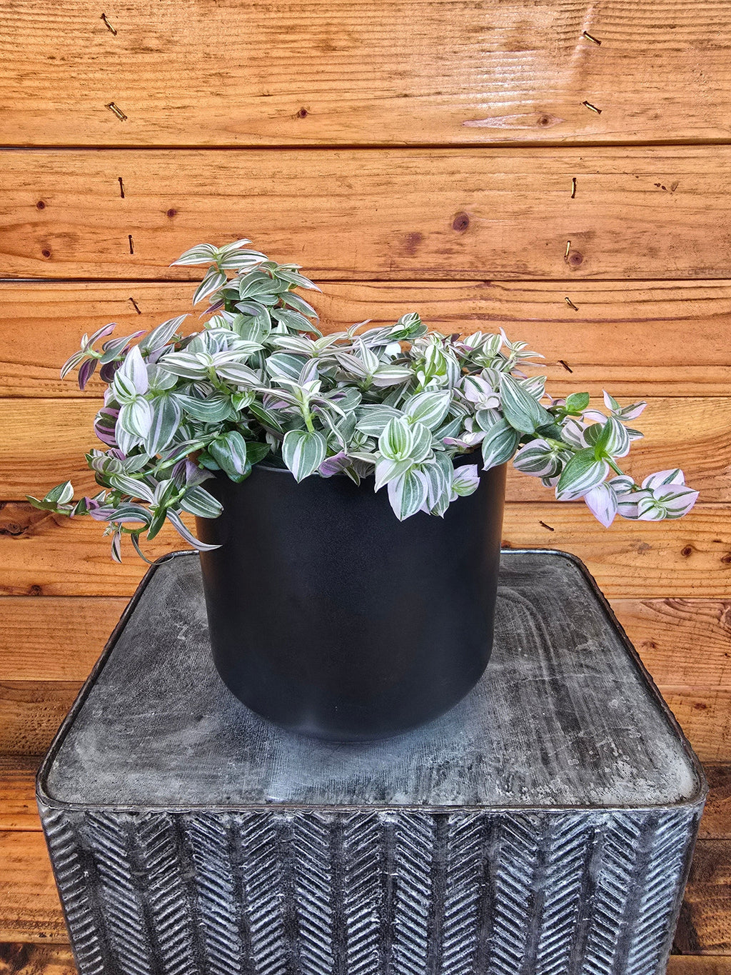 Tradescantia Lollipop, 6" Plant live plant - additional view 3