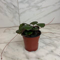 Begonia Strawberry Dark Form, 4" Plant