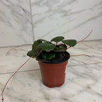 Begonia Strawberry Dark Form, 4" Plant live plant