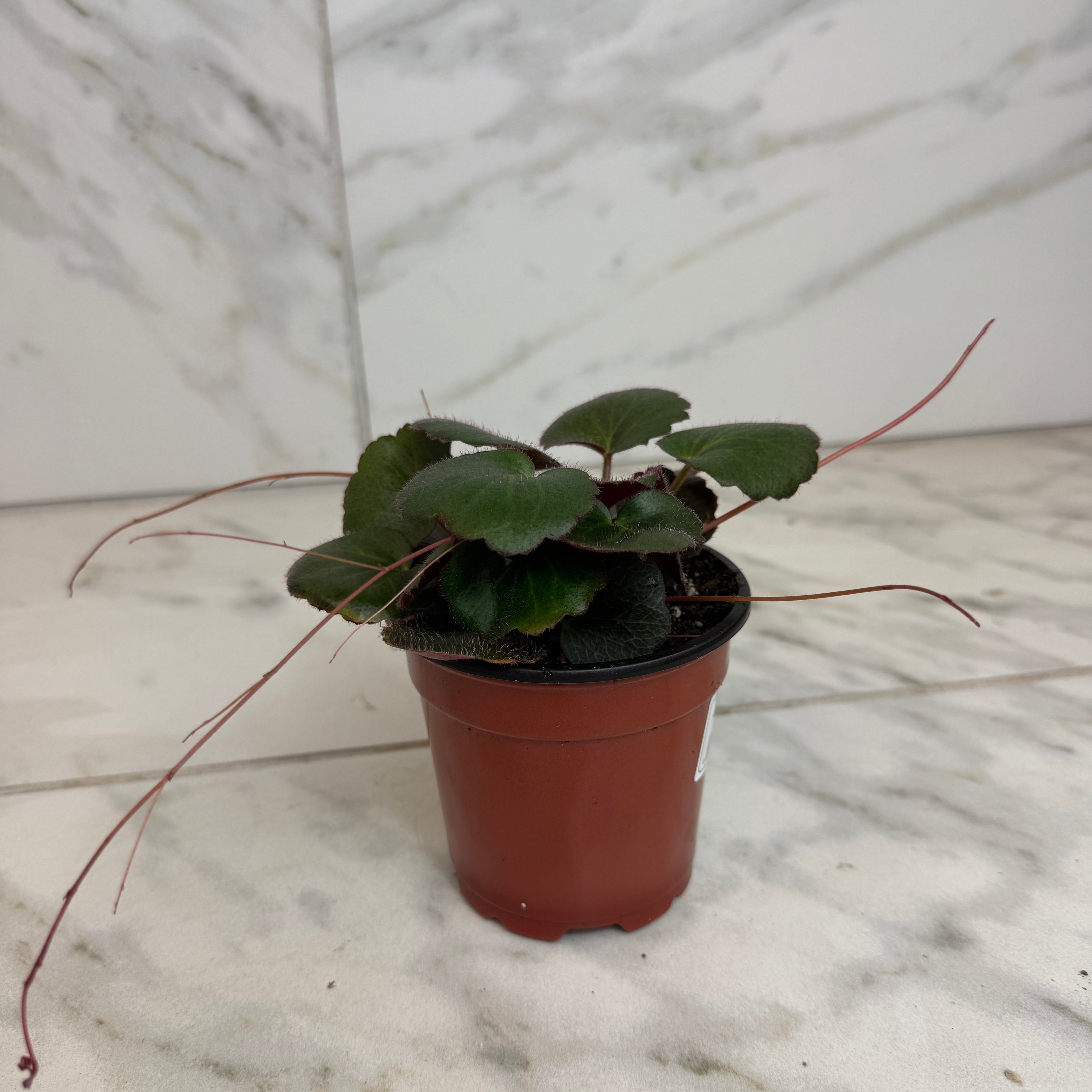 Begonia Strawberry Dark Form, 4" Plant live plant