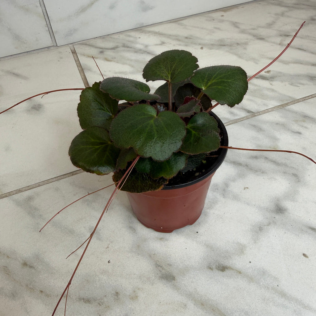 Begonia Strawberry Dark Form, 4" Plant live plant - additional view 2