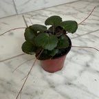 Begonia Strawberry Dark Form, 4" Plant live plant - additional view 2