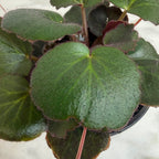 Begonia Strawberry Dark Form, 4" Plant live plant - additional view 3