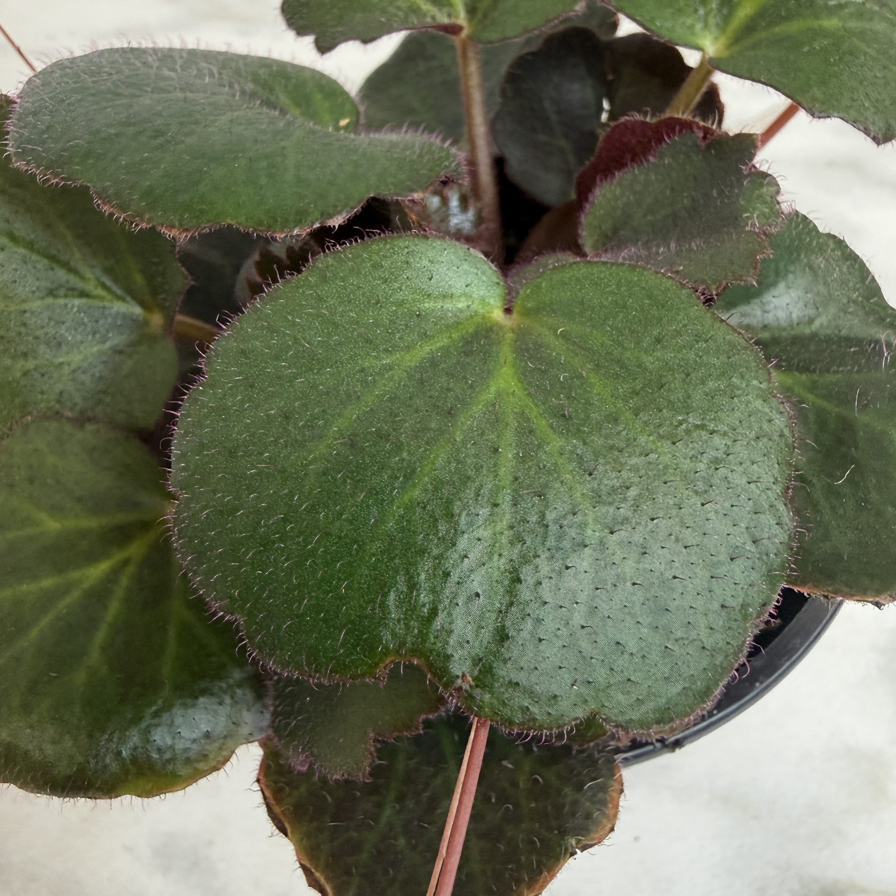 Begonia Strawberry Dark Form, 4" Plant live plant - additional view 3
