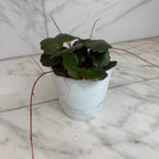 Begonia Strawberry Dark Form, 4" Plant live plant - additional view 4