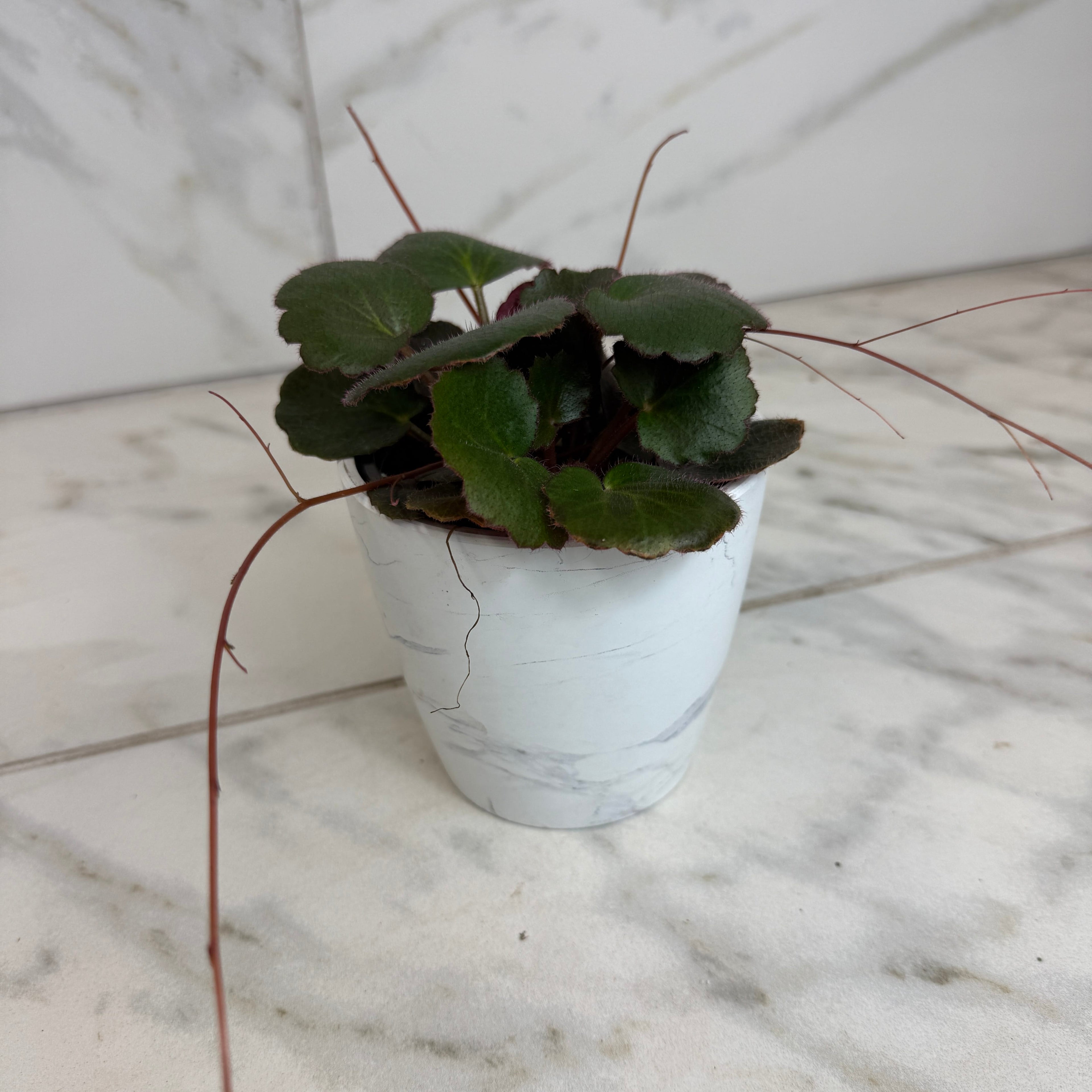 Begonia Strawberry Dark Form, 4" Plant live plant - additional view 4