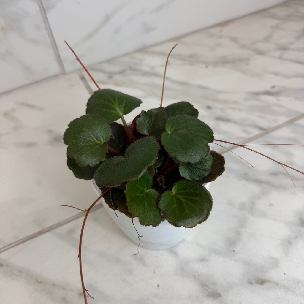 Begonia Strawberry Dark Form, 4" Plant live plant - additional view 5