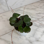 Begonia Strawberry Dark Form, 4" Plant live plant - additional view 5