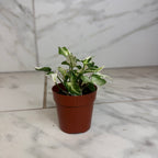 Syngonium Starlite, 2" Plant live plant