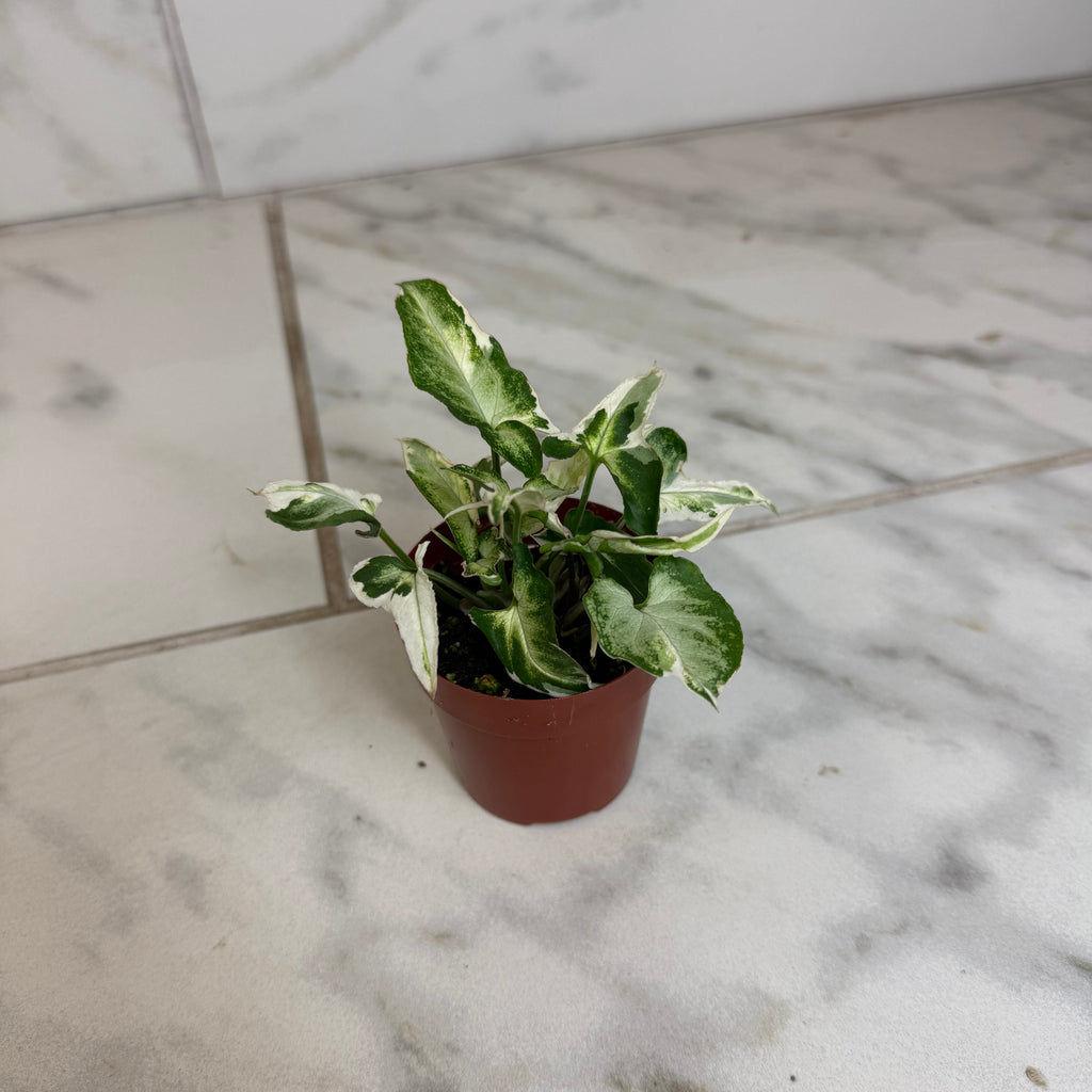 Syngonium Starlite, 2" Plant live plant - additional view 2