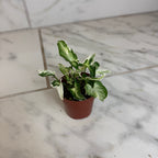 Syngonium Starlite, 2" Plant live plant - additional view 2