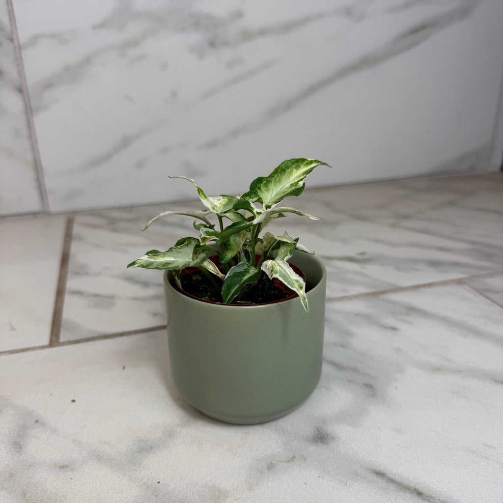 Syngonium Starlite, 2" Plant live plant - additional view 4