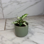 Syngonium Starlite, 2" Plant live plant - additional view 4