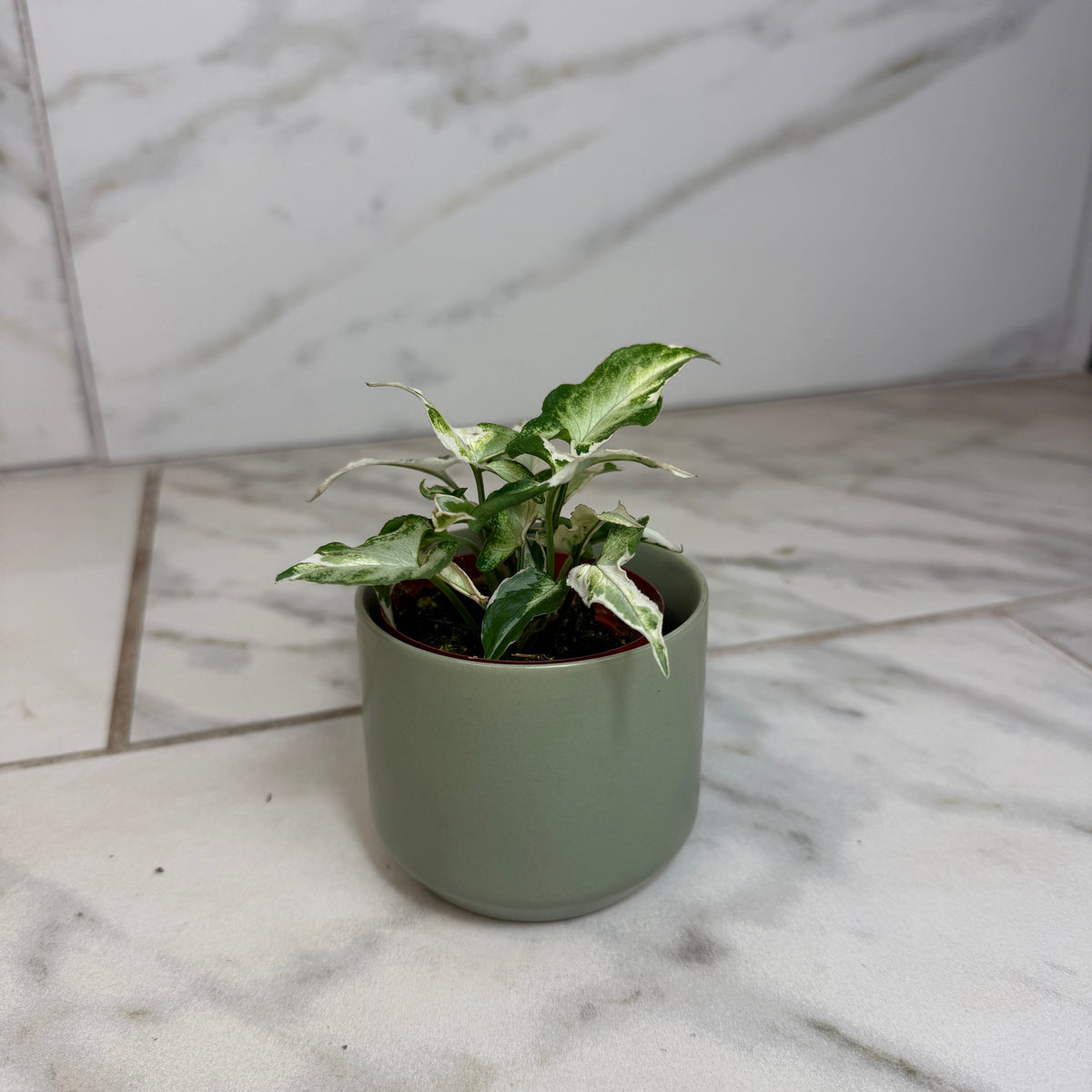 Syngonium Starlite, 2" Plant live plant - additional view 4