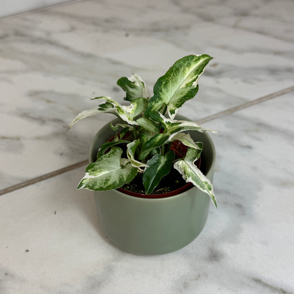 Syngonium Starlite, 2" Plant live plant - additional view 5