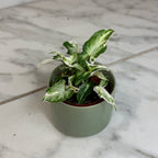 Syngonium Starlite, 2" Plant live plant - additional view 5