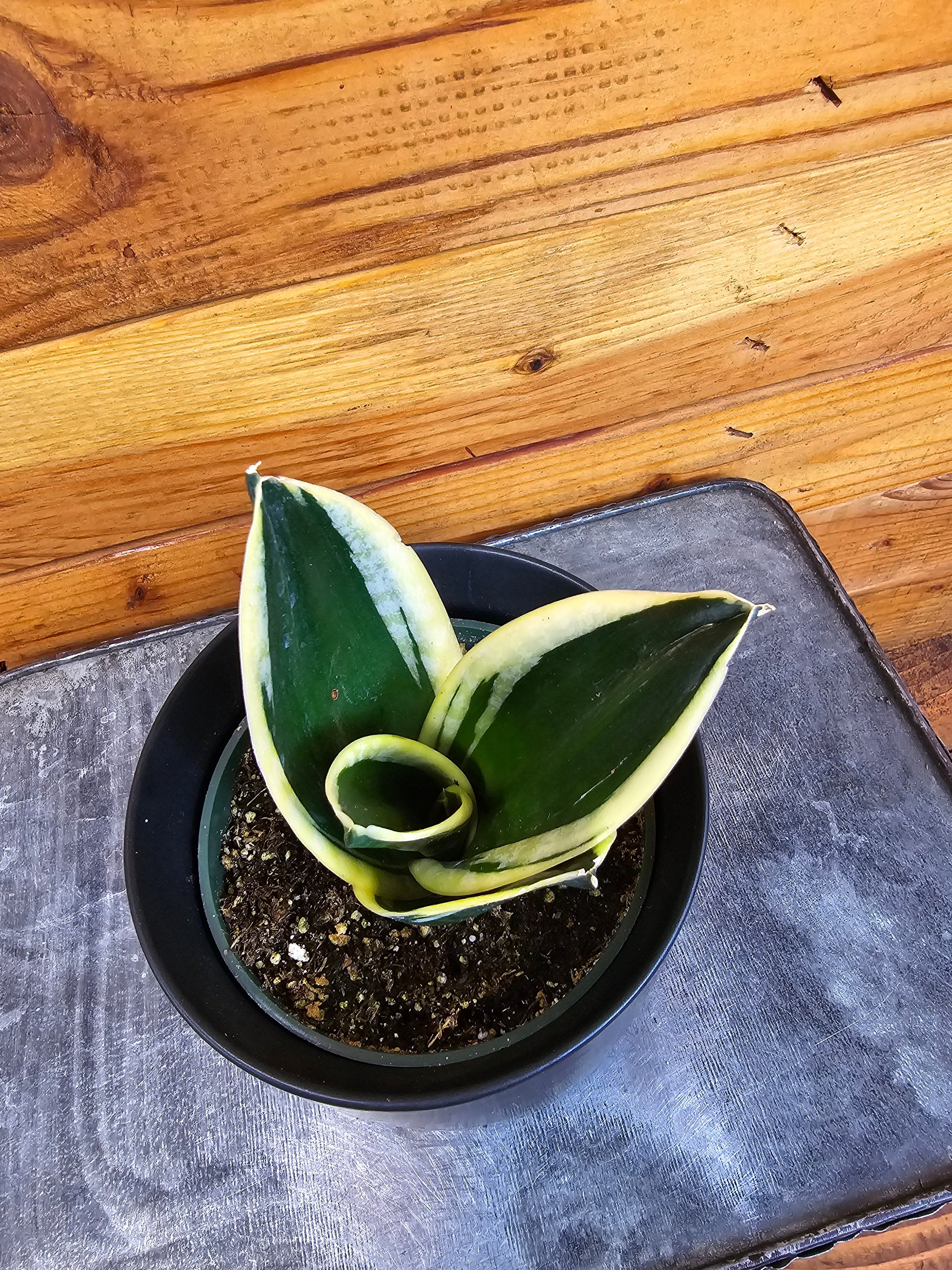 Sansevieria Jade Pagoda Hahnii, 4" Plant live plant