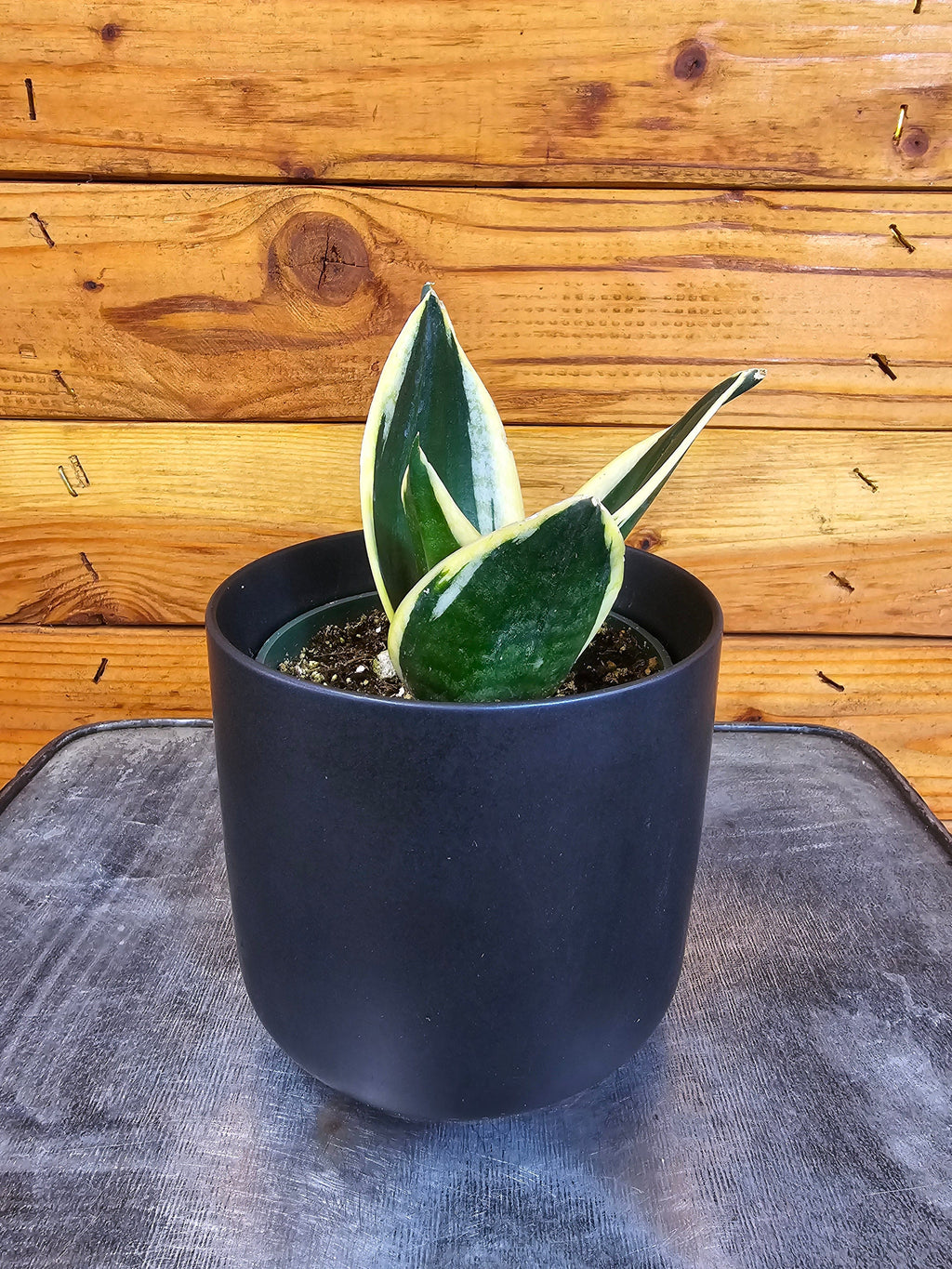 Sansevieria Jade Pagoda Hahnii, 4" Plant live plant - additional view 2