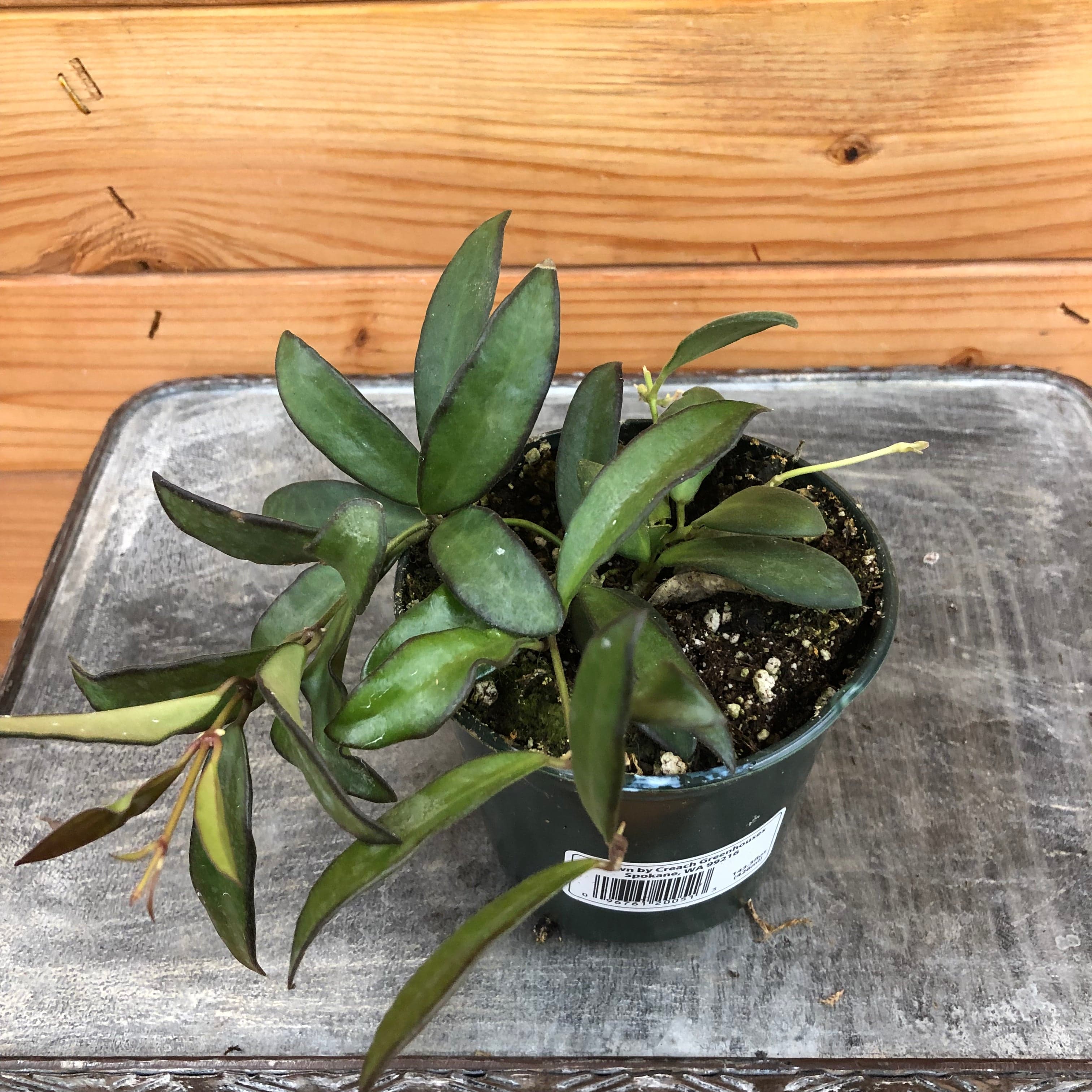 Hoya Rosita, 4" Plant live plant