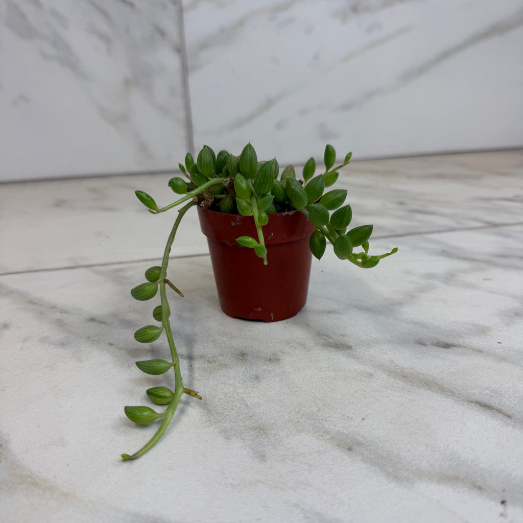 Herreianus String of Watermelons, 2" Plant live plant