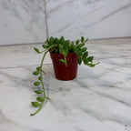 Herreianus String of Watermelons, 2" Plant live plant