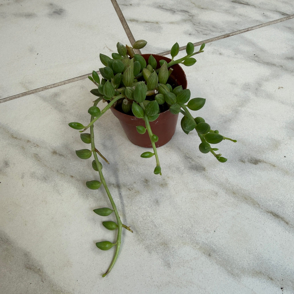 Herreianus String of Watermelons, 2" Plant live plant - additional view 2