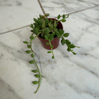 Herreianus String of Watermelons, 2" Plant live plant - additional view 2